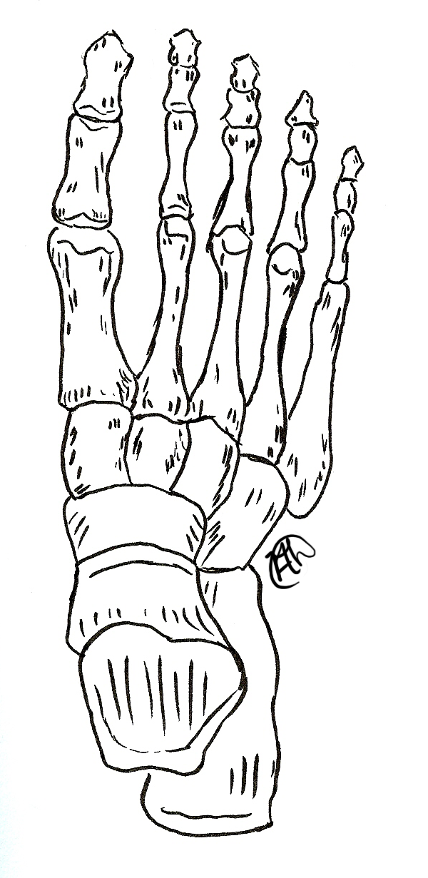 600x1231 24 Images Of Four Skeleton Feet Template