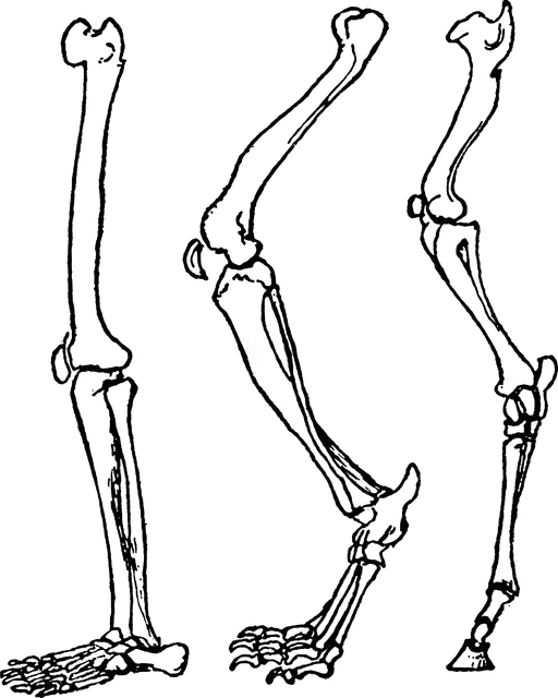 512x640 Skeletal Feet Clipart Etc