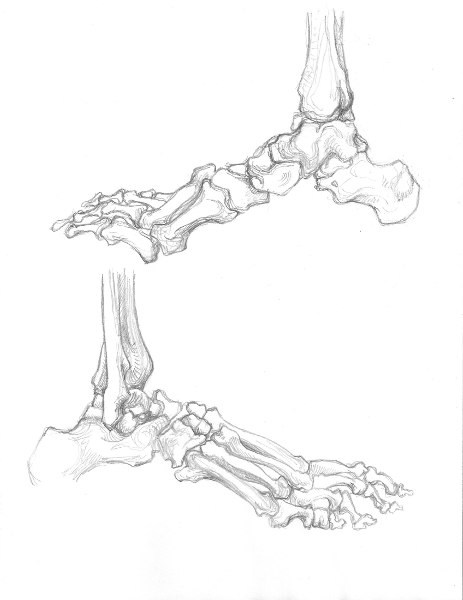 463x600 Skeleton Foot Drawing