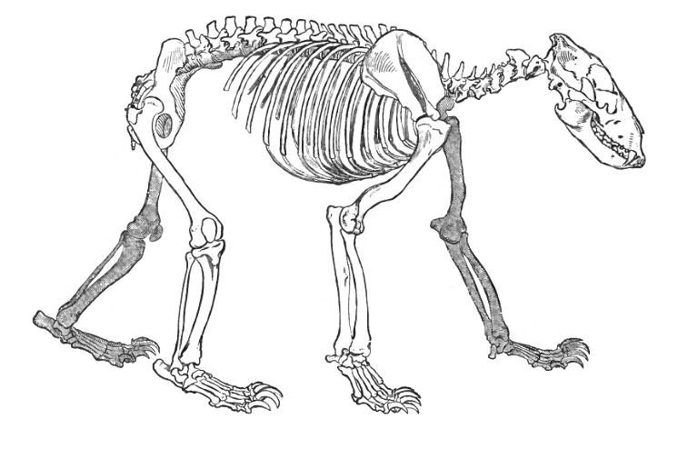 746x494 The Skeleton Of A Bear. Date 1896. Source The Royal Natural