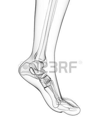 337x450 Bones Of The Feet,artwork Stock Photo, Picture And Royalty Free