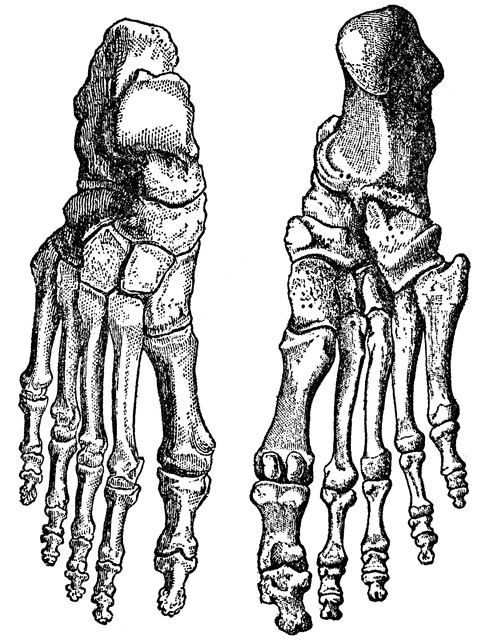 493x640 Bones Of The Feet Clipart Etc