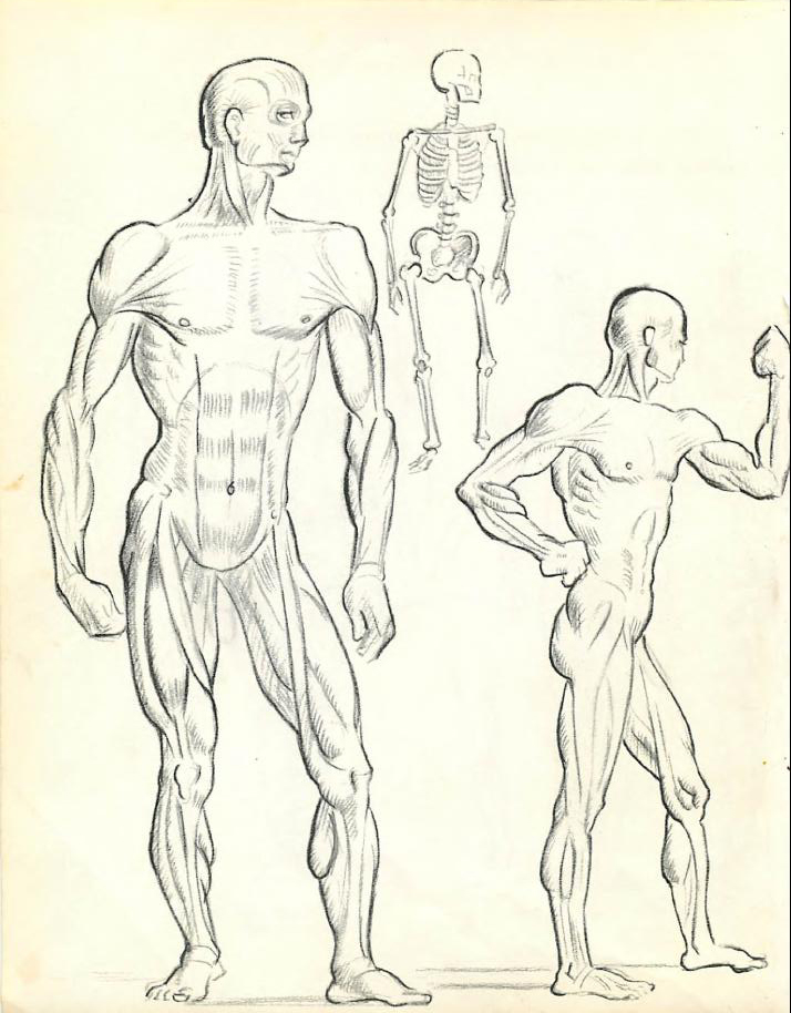 714x914 How To Draw The Human Figure Drawing Body, Head, Facial Features
