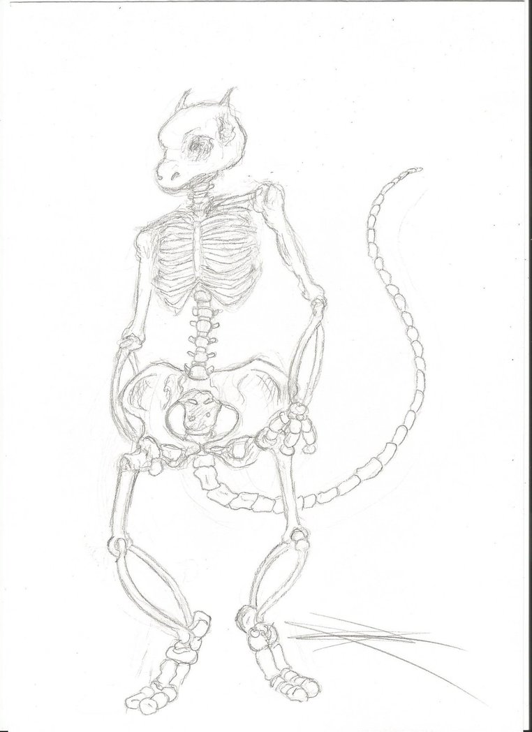 762x1048 Mewtwo Skeleton By Sketchesbyaster