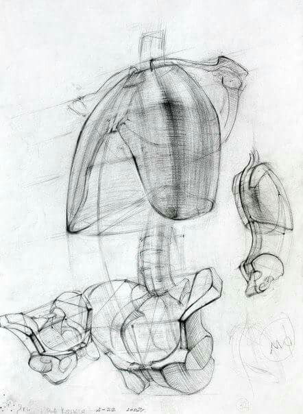 442x604 24 Best Anatomy Construction Images On Anatomy