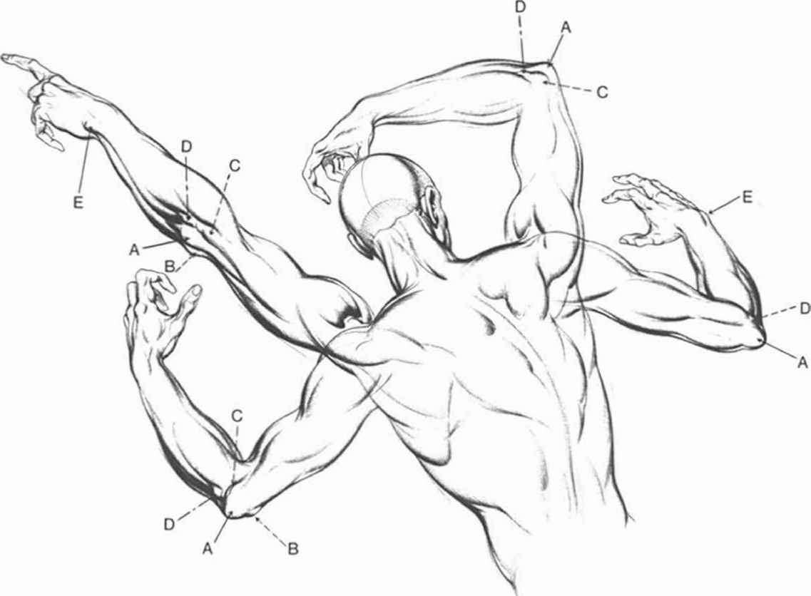 1137x836 Anatomical Landmarks And Surface Stress