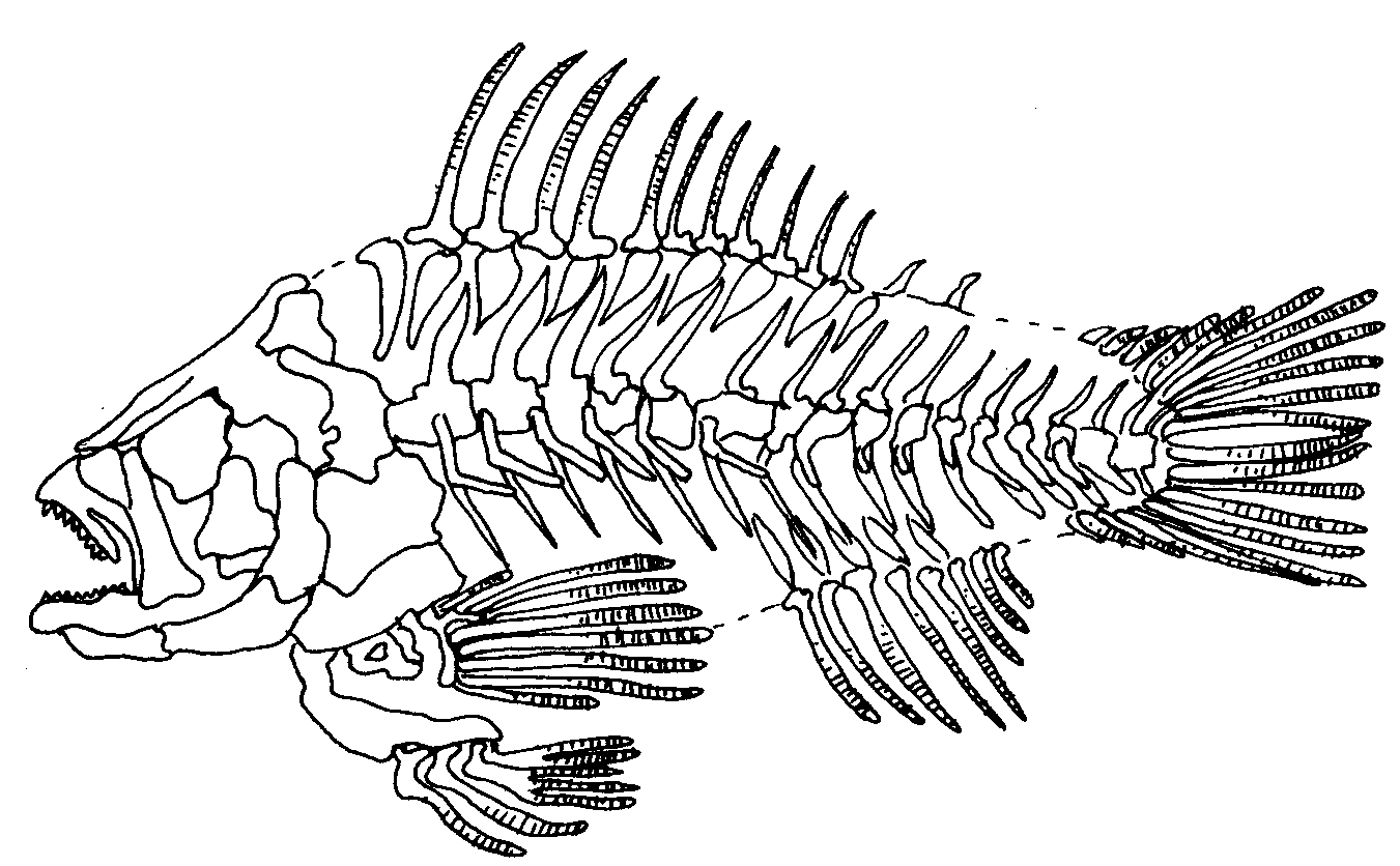 Позвоночник неподвижно соединен с черепом у рыб. Скелет рыбы сбоку. Скелеты животных. Скелет костистой рыбы. Скелет рыбы раскраска.