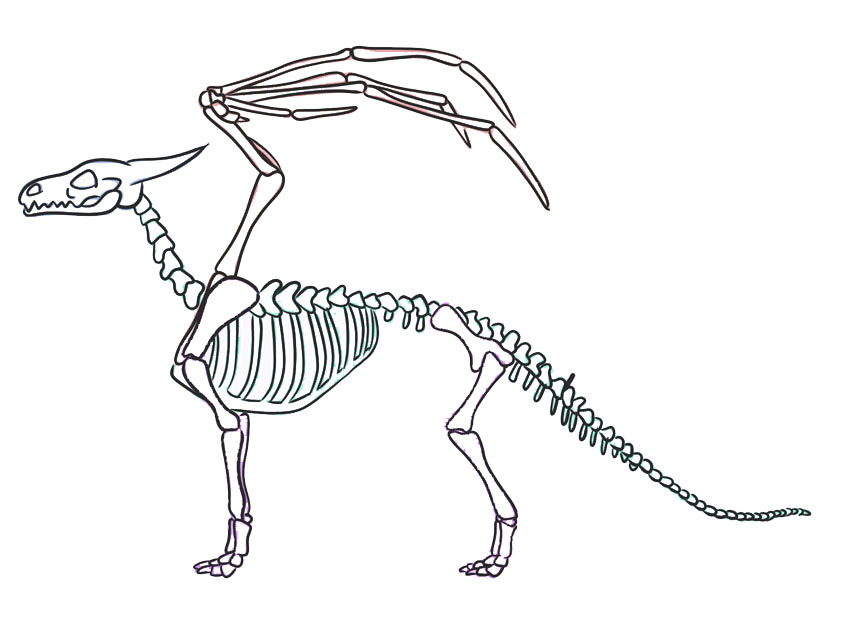 Skeleton For Drawing