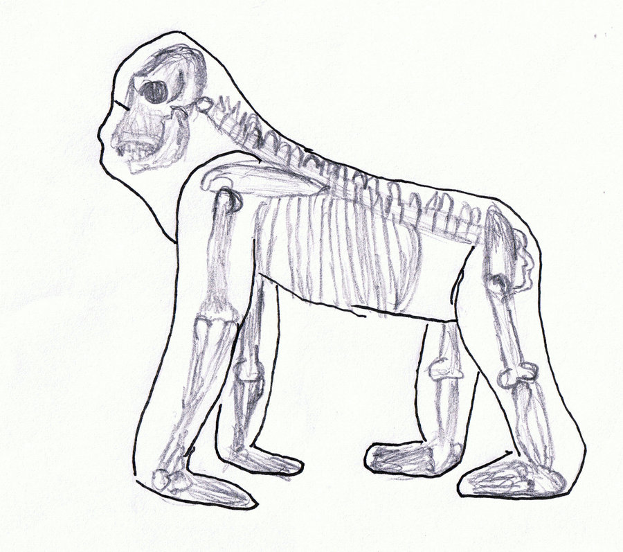 900x797 Drawn Skeleton Gorilla