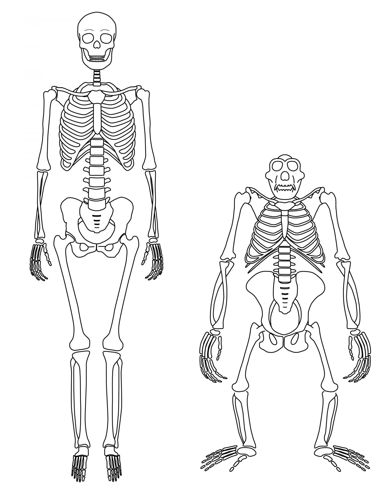 1500x1927 Human Skeleton Vs Ape Skeleton
