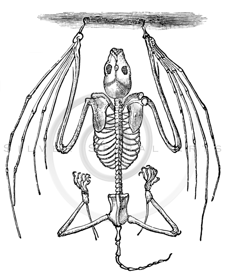 778x960 Royalty Free Stock Vintage Illustrations Photo Keywords Skeleton