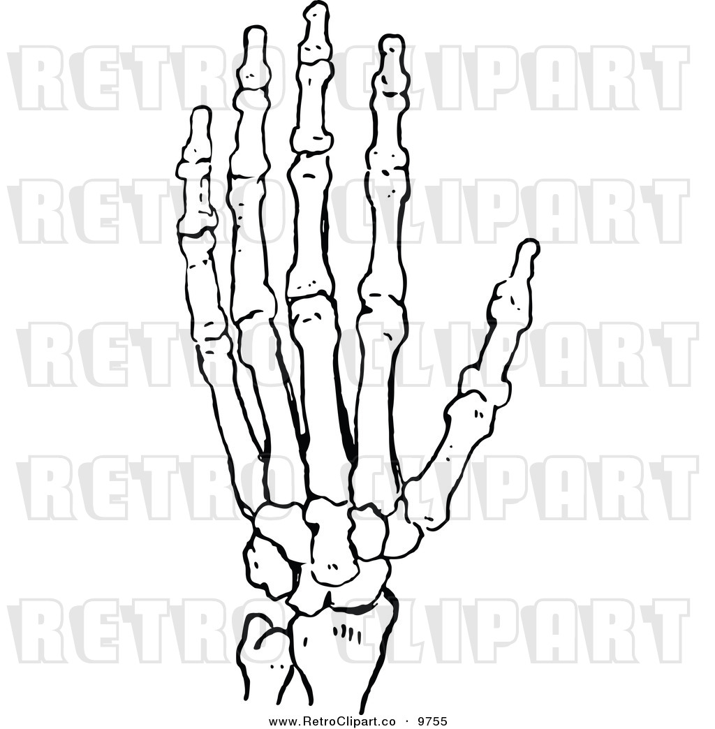 1024x1044 Skeleton Hands Clip Art