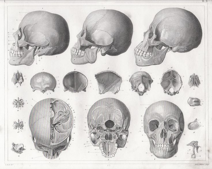 736x587 Skull Structure Drawing