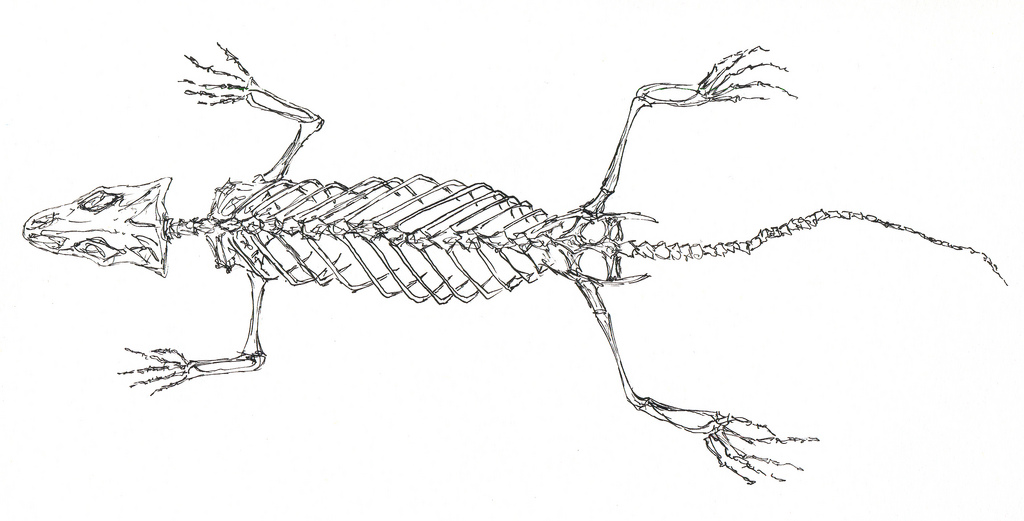 1024x521 Lizard Skeleton Drawing Pen And Ink Sana Chant