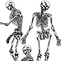 200x200 Hand Drawn Human Skeleton Vector Illustration Stockgraphicdesigns