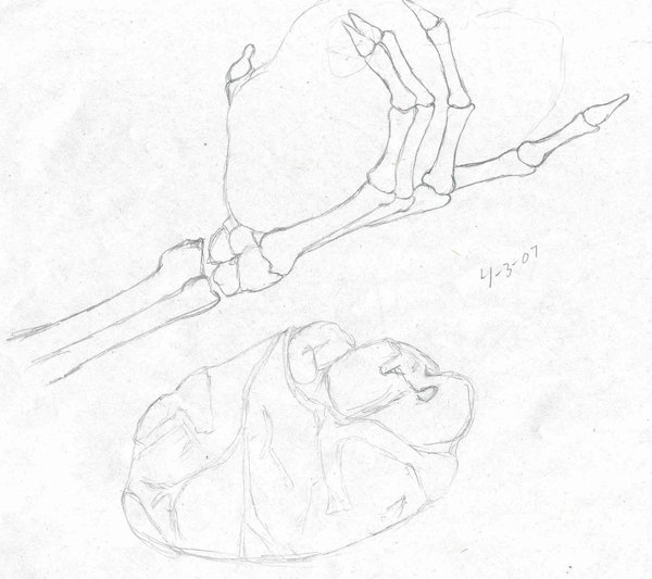 600x533 Skeleton Hand Sketch 1 By Stephonika W Kaye