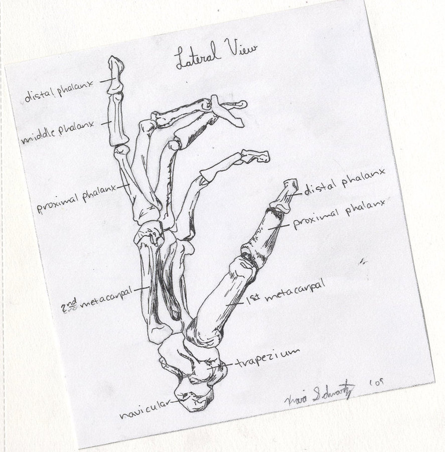 887x901 Skeleton Hand By Overcastspiral