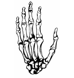 238x250 Drawn Bones Vector