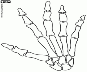 Skeleton Hand Drawing On Hand at GetDrawings | Free download