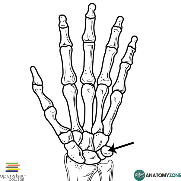 600x600 Pisiform Bone Musculoskeletal, Skeletal Anatomyzone
