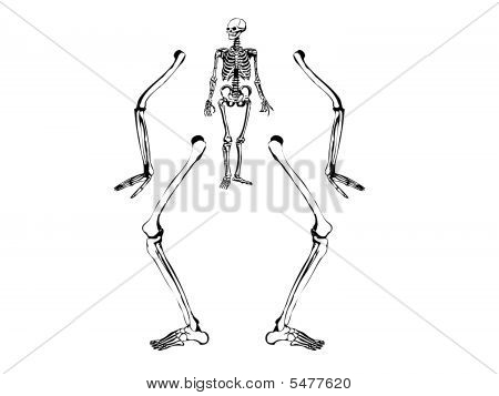 450x357 Skeleton Hand Images, Illustrations, Vectors