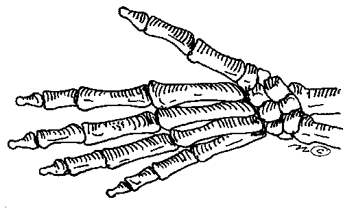 500x317 Bones Clipart Skeleton Hand