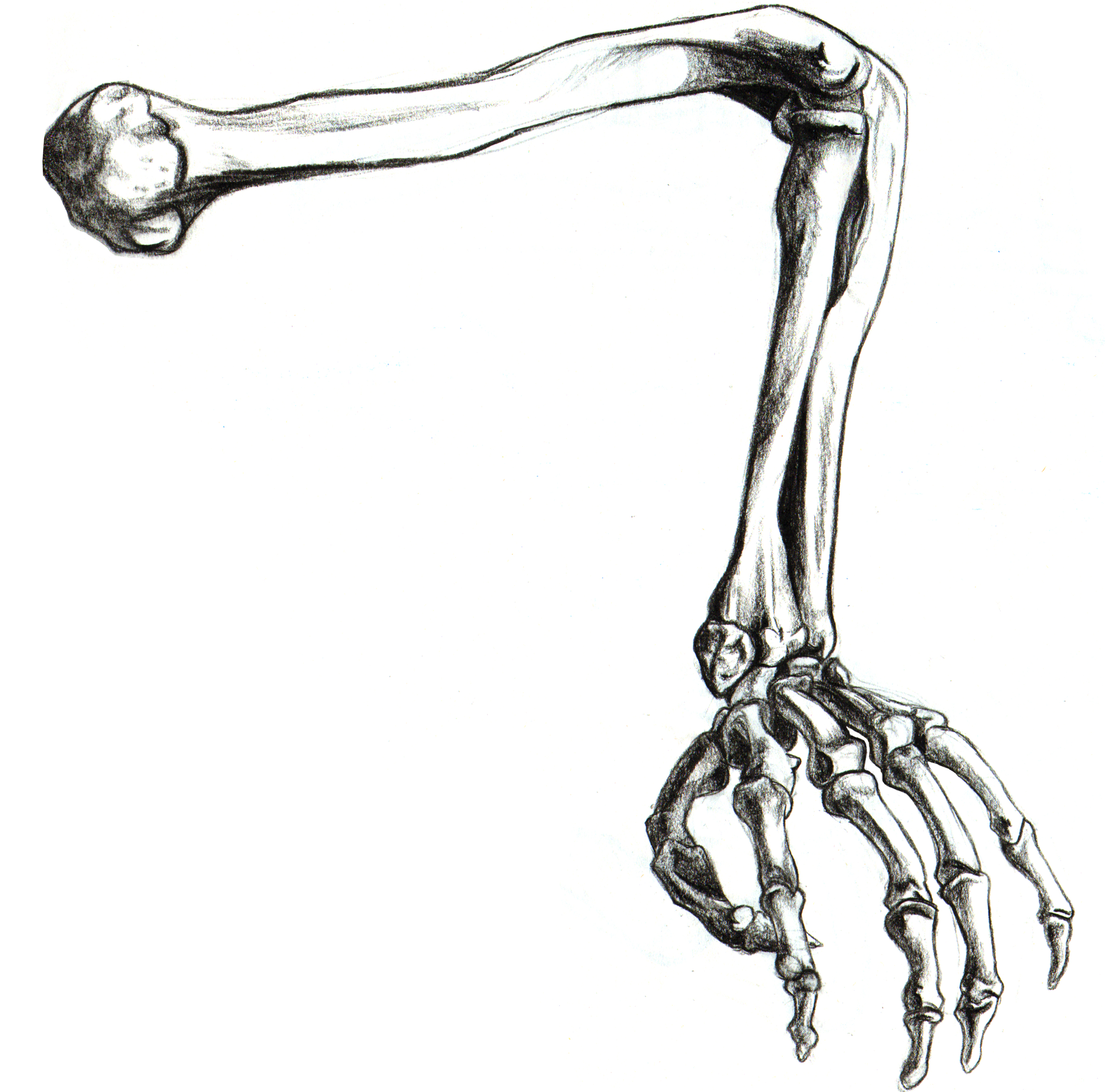 2757x2697 Drawn Skeleton Arm