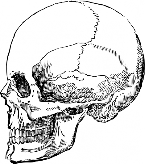 Skeleton Head Drawing