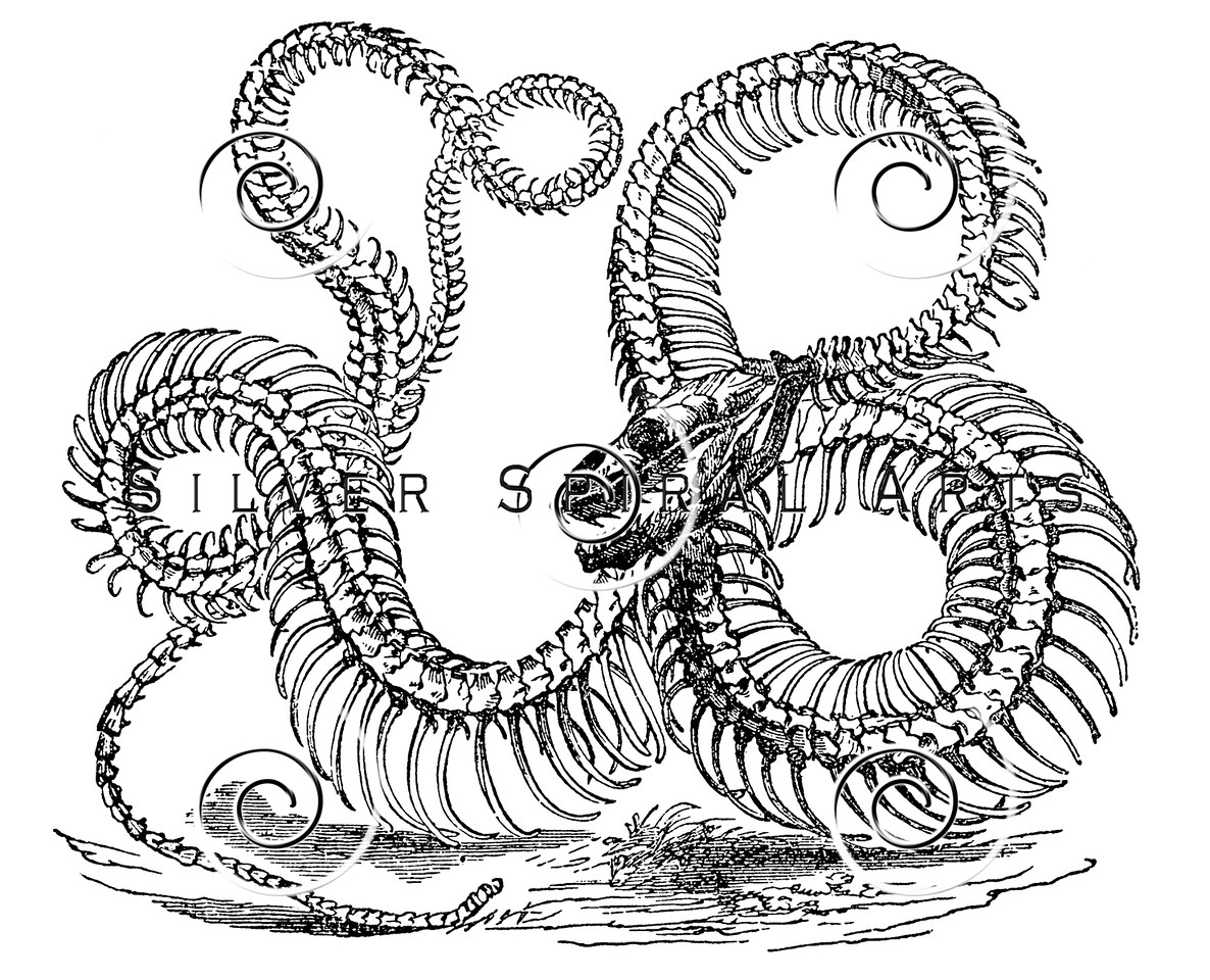 1186x960 Royalty Free Stock Vintage Illustrations Photo Keywords Skeleton