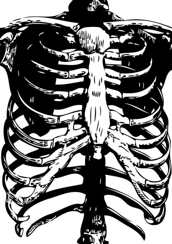 562x799 Rib Cage Art Fine Art America
