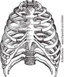 Skeleton Ribs Drawing at GetDrawings | Free download