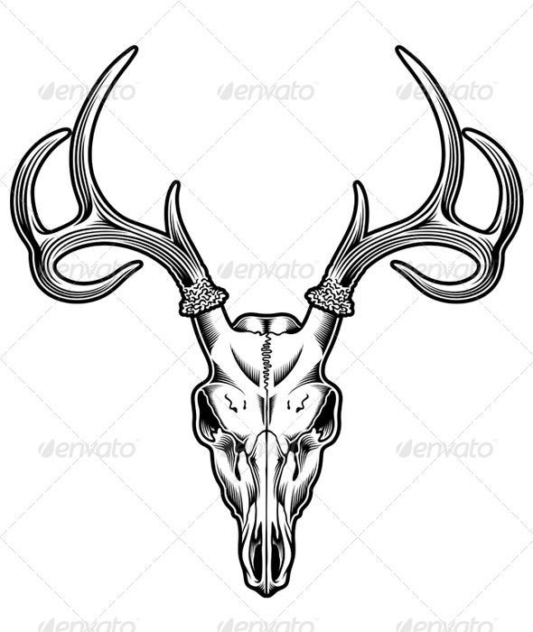 590x700 Deer Skull Vector Deer Skulls, Tattoo And Tattoo Designs