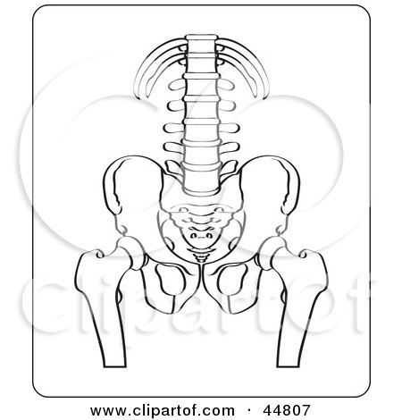 450x470 Clipart Black And White Human Spine 2