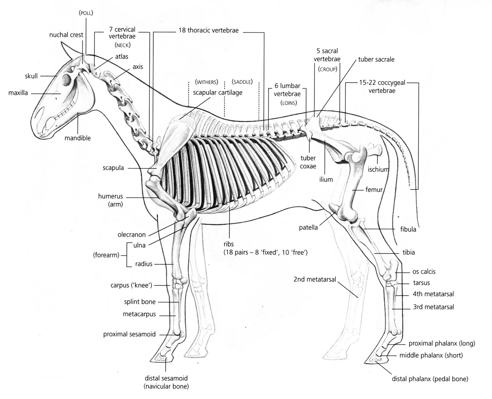 1600x1298 Horse Life And Love All About The Skeleton And Bones
