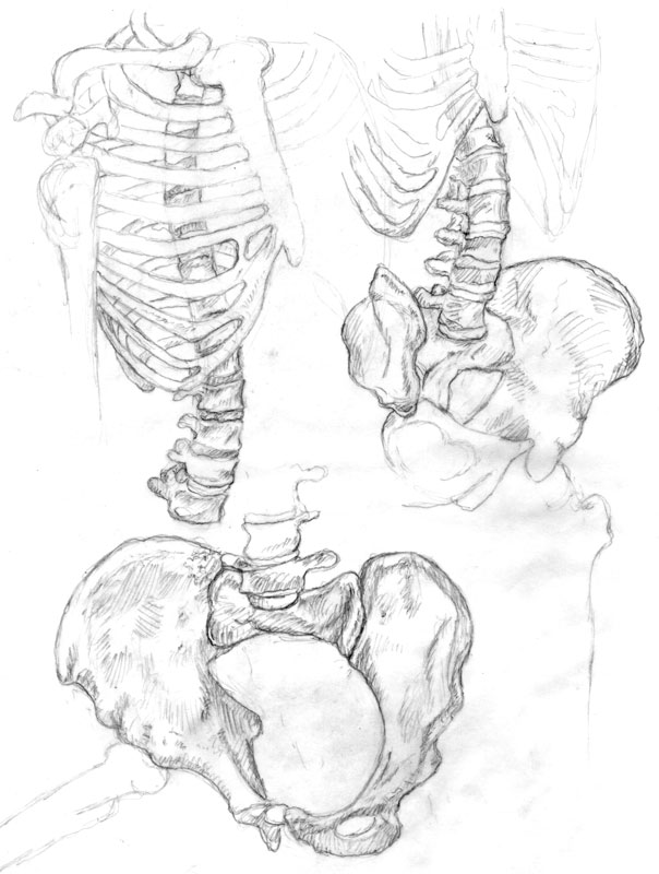 604x800 The Spine Bone's Connected To The Hip David James Bromley