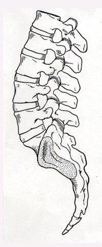 200x484 Spine Drawing