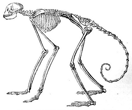 455x382 Ape Skeleton