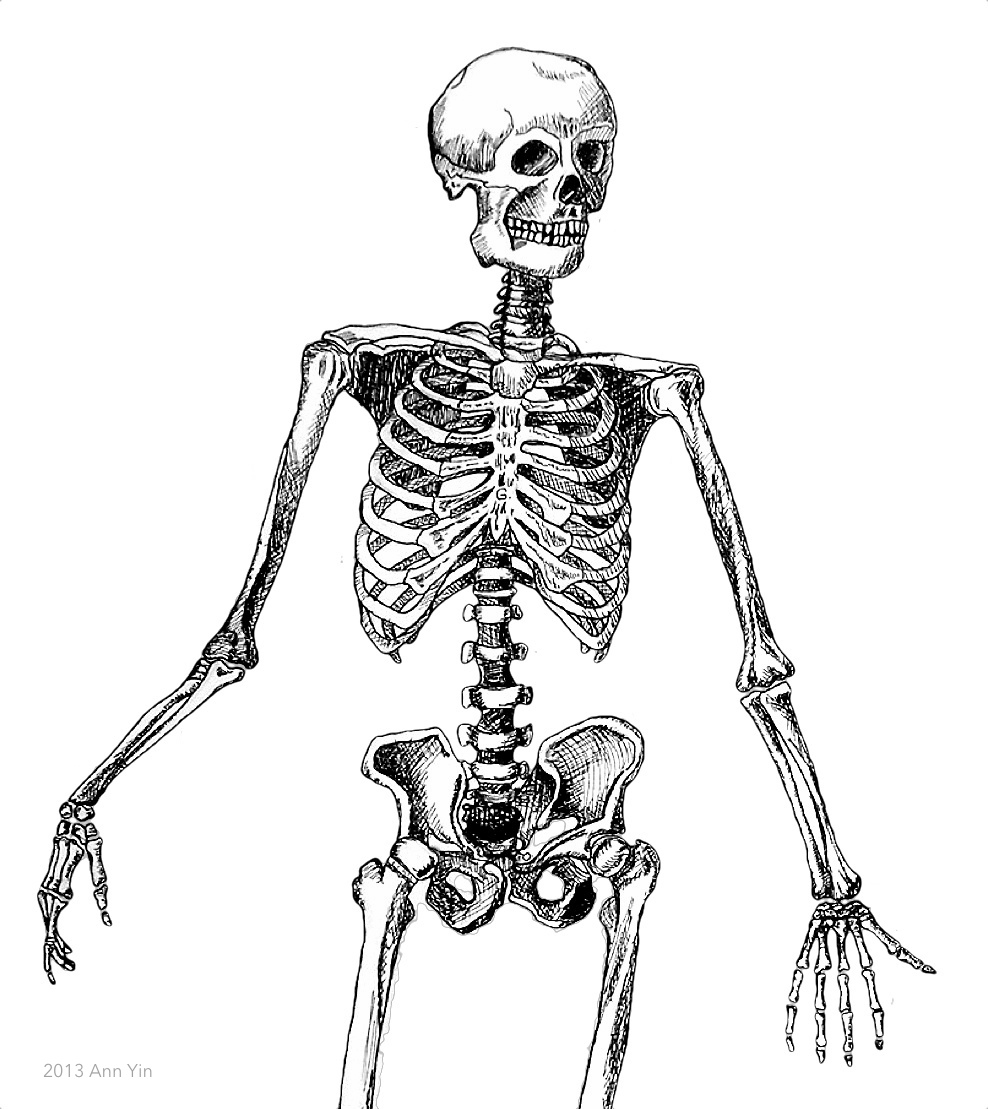 Skeletons Drawing at GetDrawings | Free download