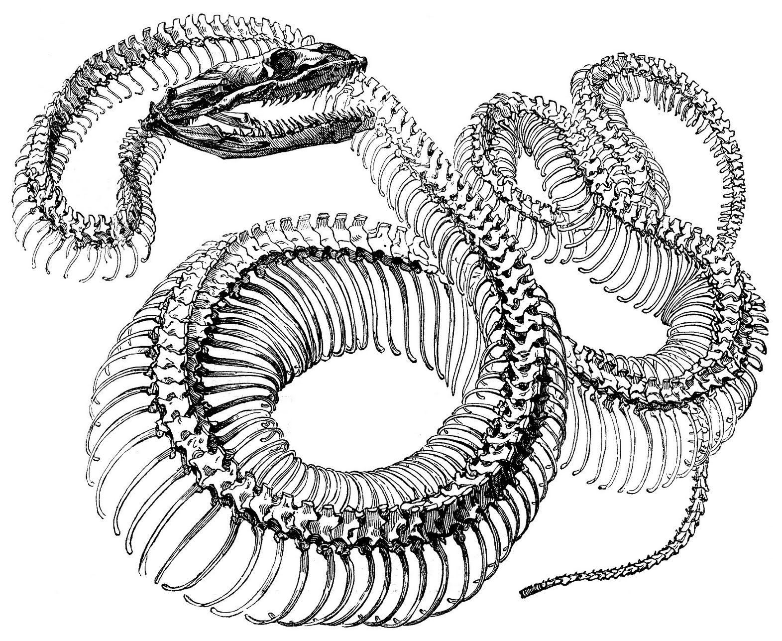 1571x1287 Snake Skeleton Set Of 4 Waterproof Temporary Tattoos Tattoos