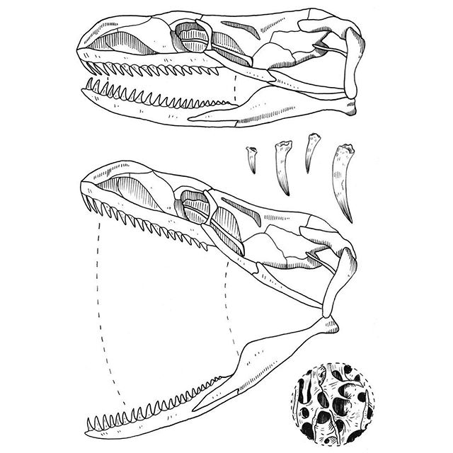 640x640 Snake Skull Diagram Tattoos Diagram And Snake