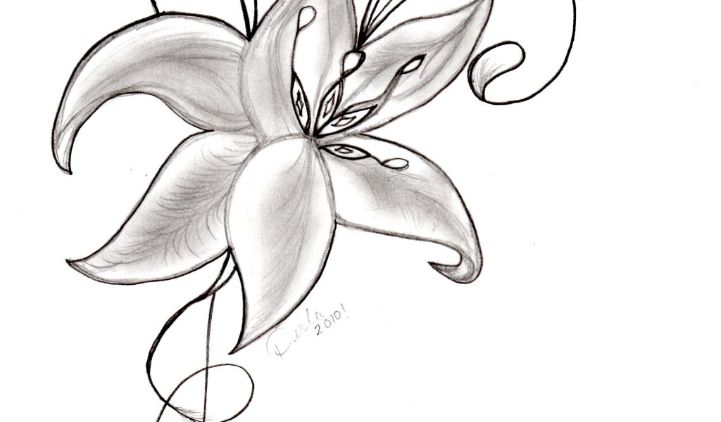 1024x600 Pencil Beautiful Flowers Sketches Drawings Of Beautiful Flower