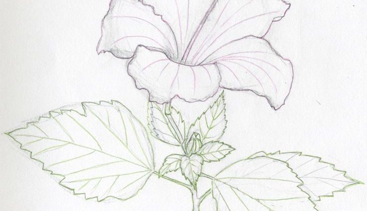736x425 Easy Flower Drawings In Pencil Best 25 Pencil Sketches Of Flowers