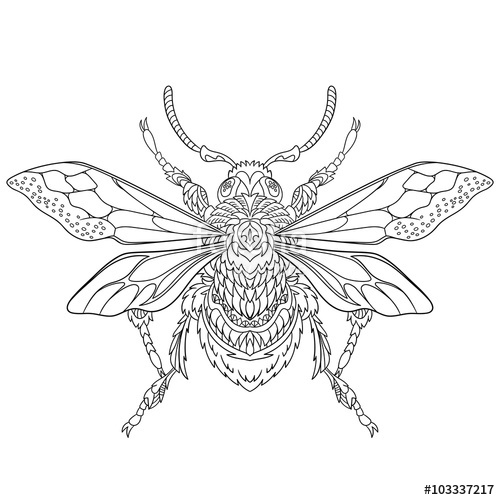 500x500 Zentangle Stylized Cartoon Beetle Insect, Isolated On White