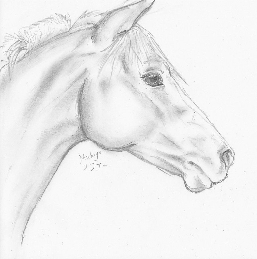 900x907 Pin By Ann Stolberg On Horse Paintings Horse, Draw