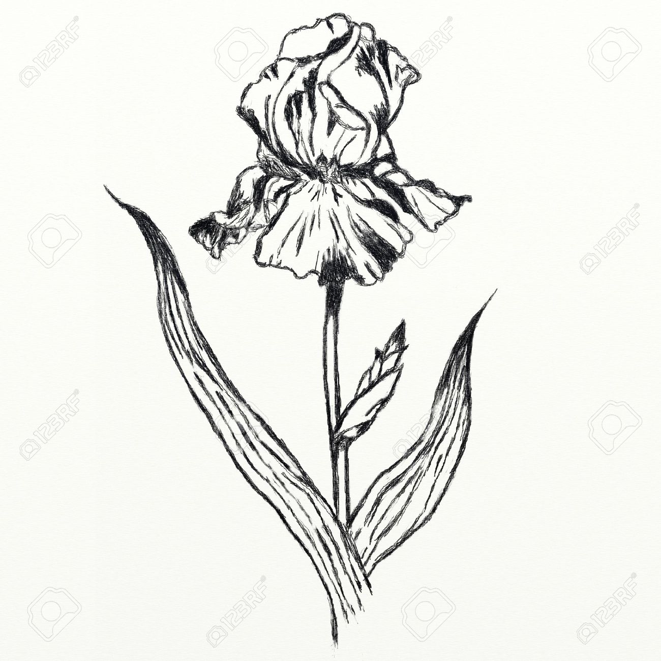 1300x1300 Drawing Iris Flower, Realistic Sketch Stock Photo, Picture