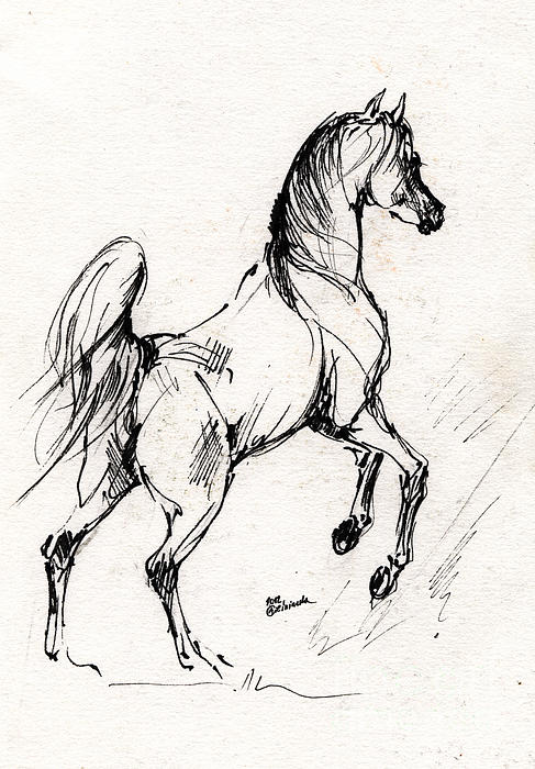 487x700 Horse Sketch