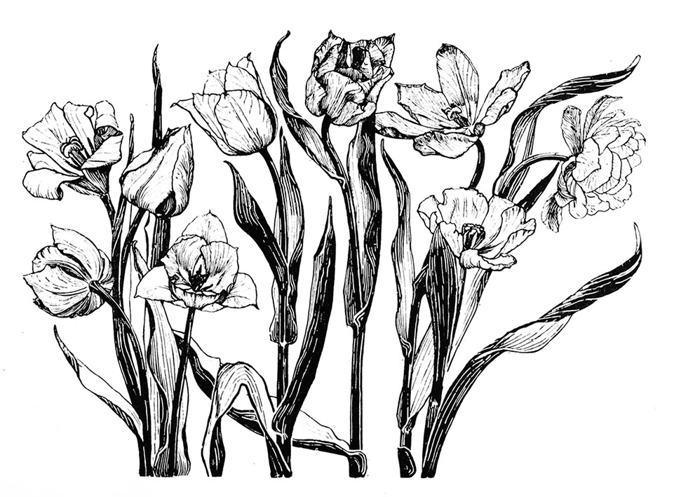 961x709 Flower Sketches
