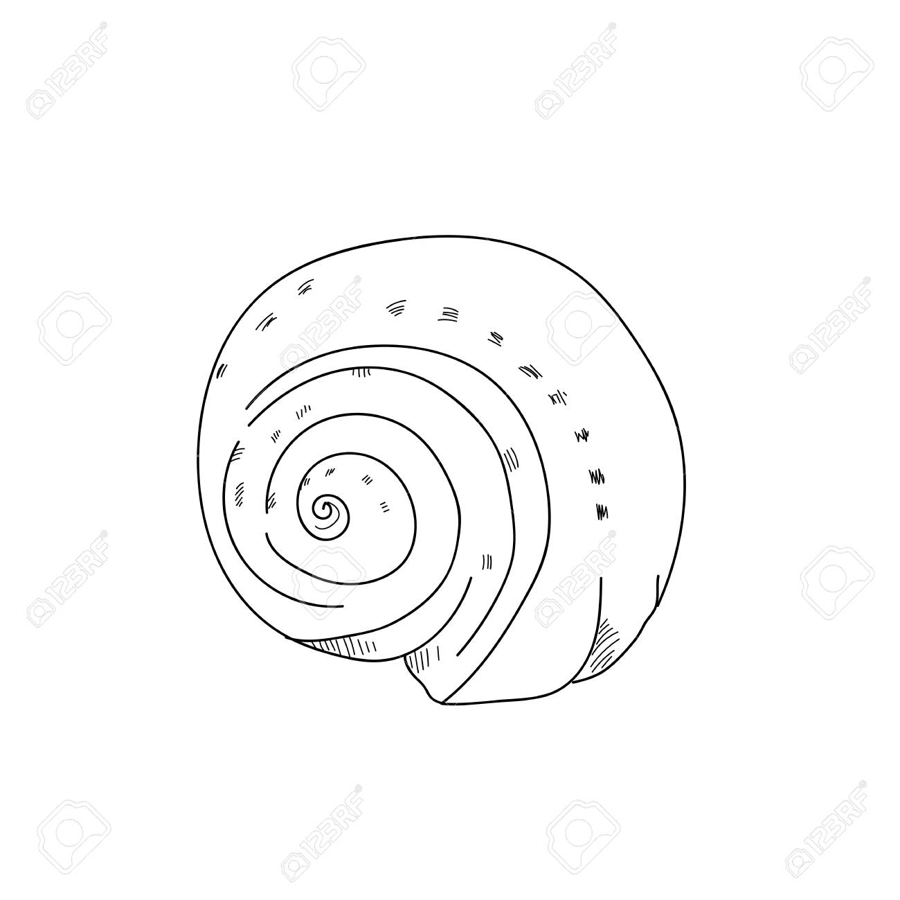 1300x1299 Shellfish Drawing.black And White Line Sketching Illustration