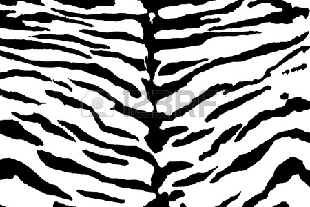 450x300 Tiger Skin Texture In Black White Stock Photo, Picture