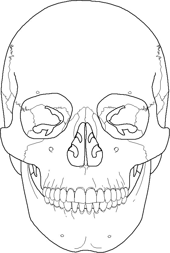 Label Skull Bones Anatomy Human Skeleton Worksheets Features Worksheet ...
